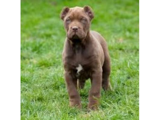 Bandog stenci